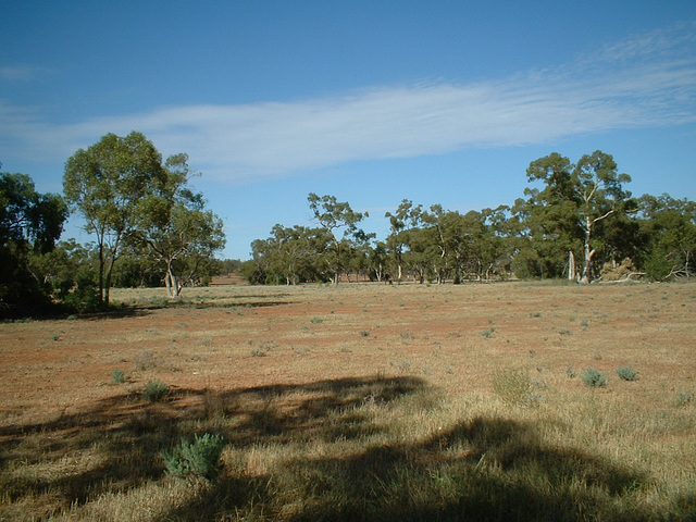 Jersey 045 Cobar - Louth