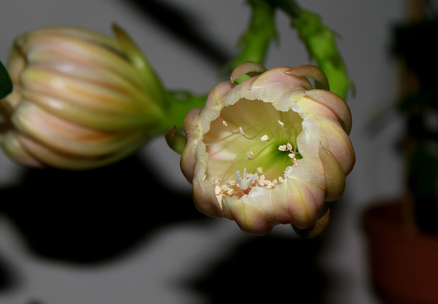 Epicactus hybride