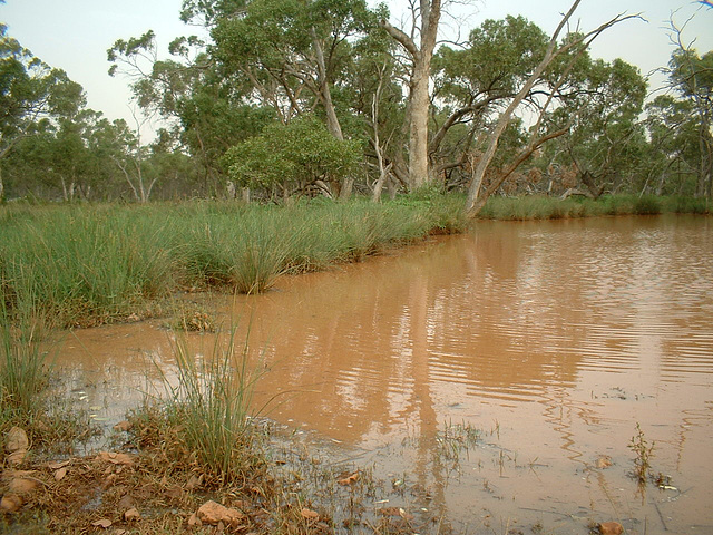 Jersey 071 Louth - Cobar