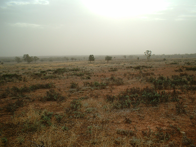 Jersey 074 Louth - Cobar