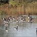 Canada Geese