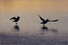 Birds on ice