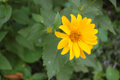 gerbero (Gerbera)