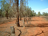 Jersey 084 Cobar area