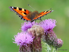 Small Tortoiseshell