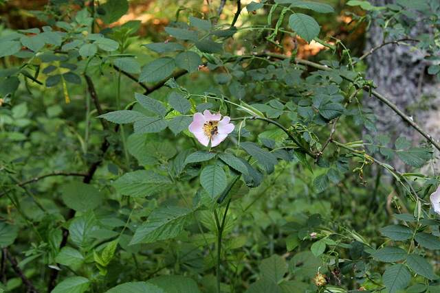 Rosa canina