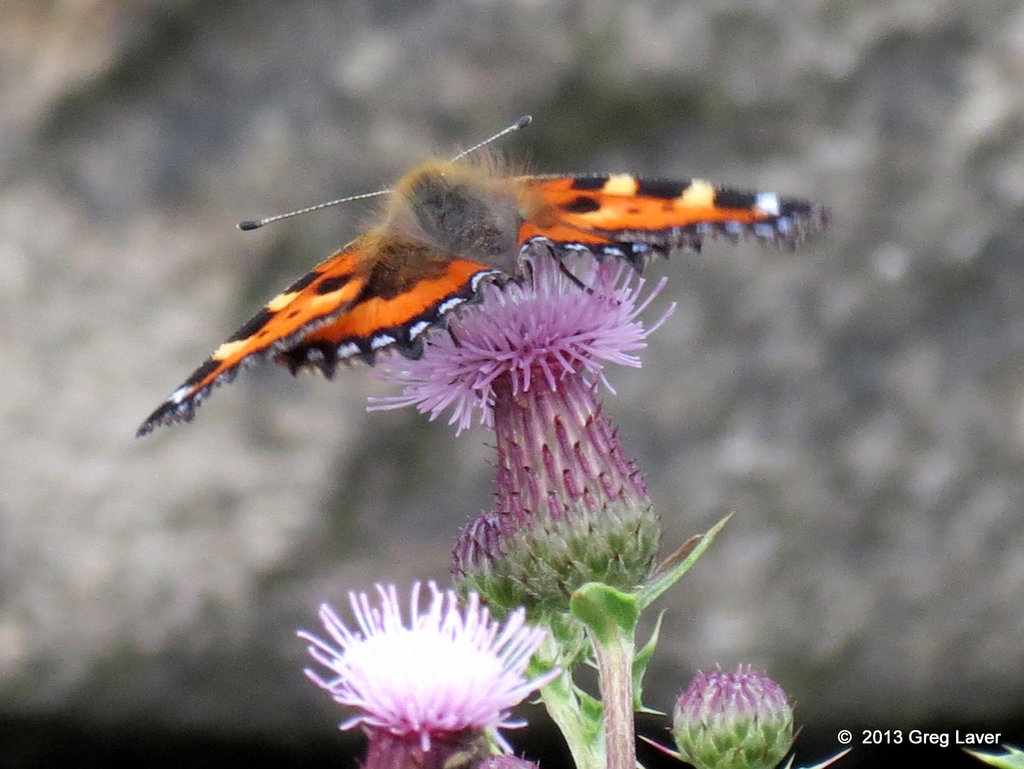 Small Tortoiseshell