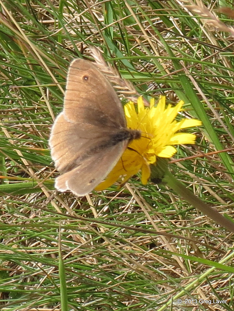 Meadow Brown