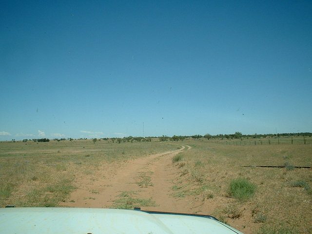 Jersey 100 Wilcannia area