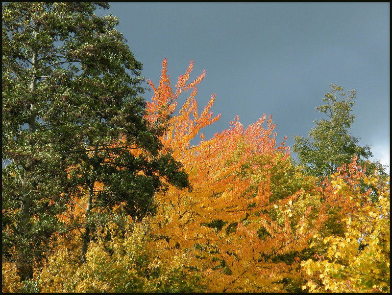 leaves turn to gold