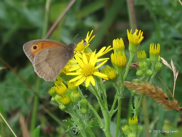 Small Heath