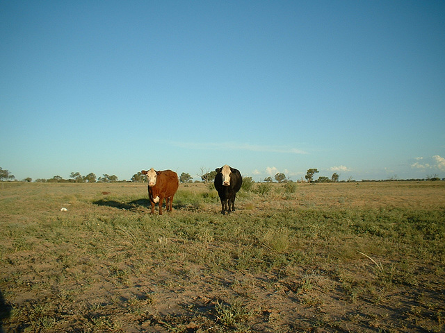 Jersey 103 Wilcannia area