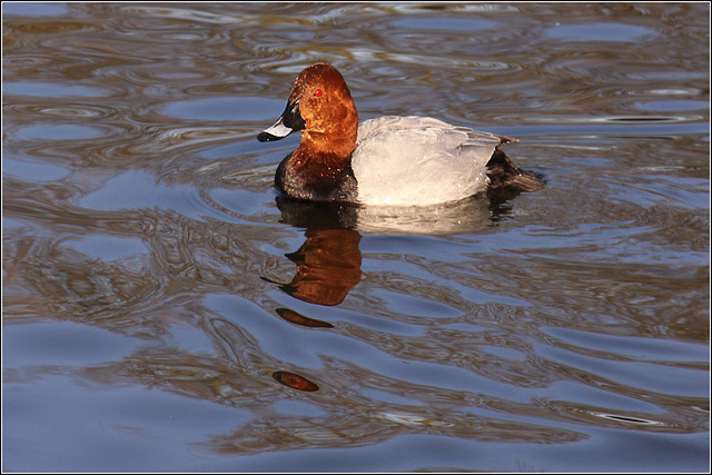 A duck with red eyes