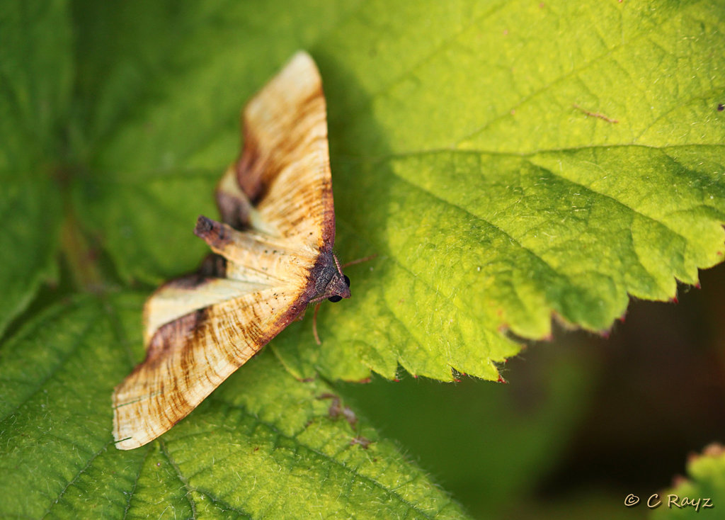 Scorched Wing