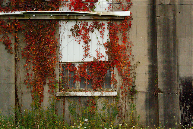 Vines on the Wall