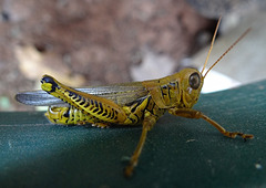 Grasshopper !