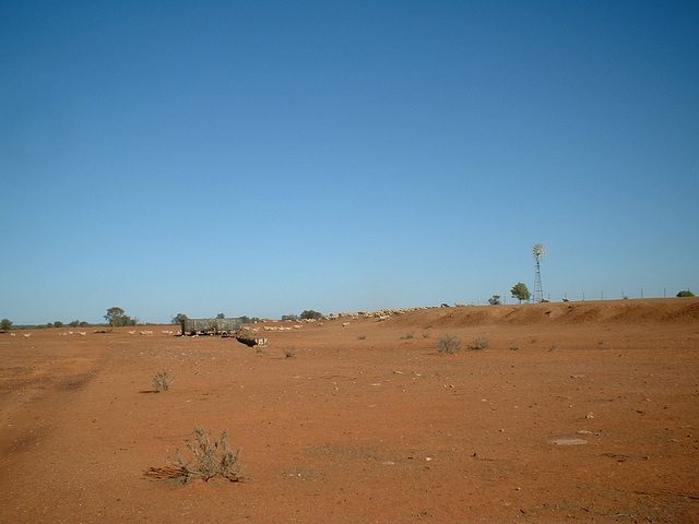 Jersey 117 Wilcannia - Purnanga