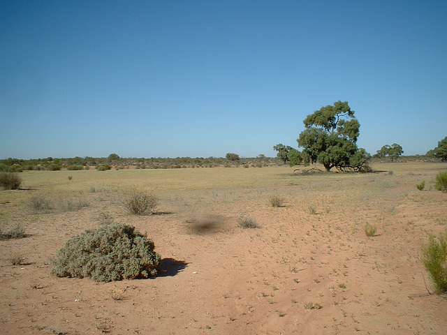 Jersey 119 Wilcannia - Purnanga