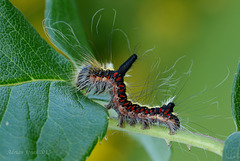 Grey Dagger Moth Caterpillar.