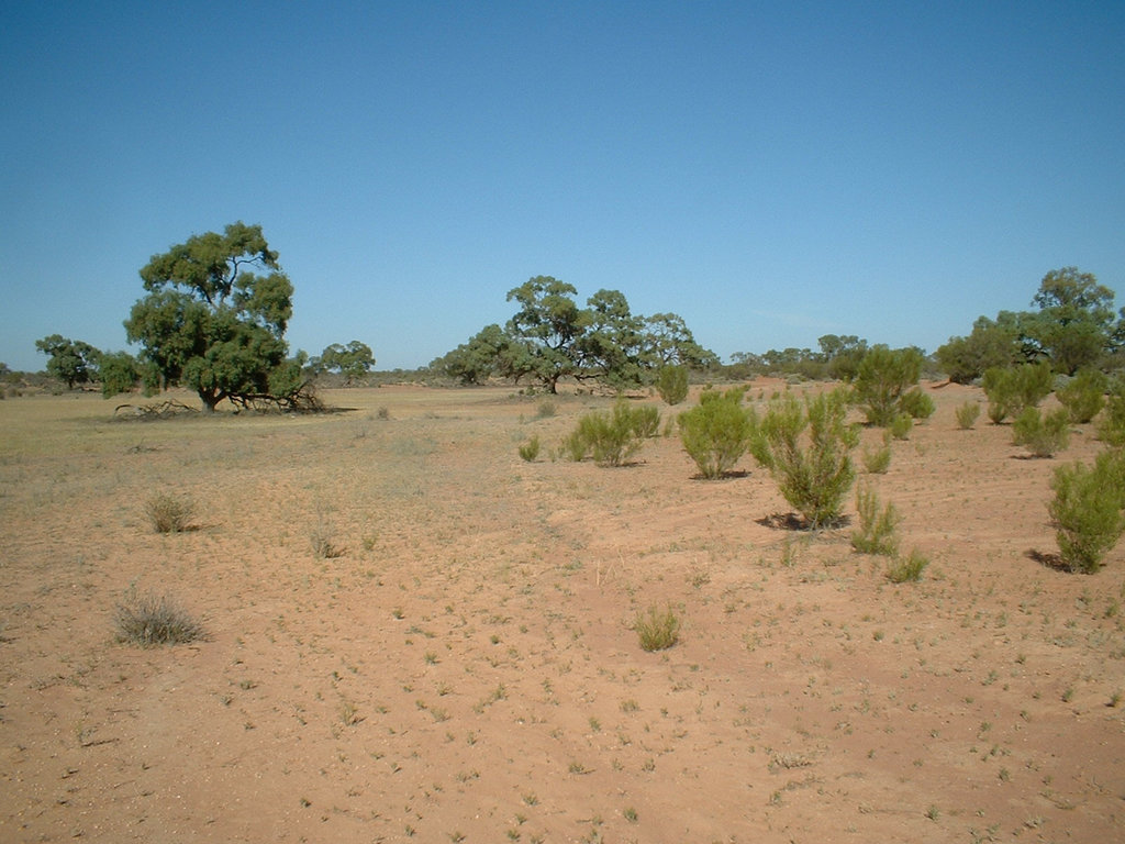 Jersey 120 Wilcannia - Purnanga