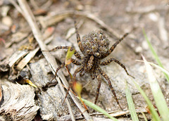Spotted Wolf Spider w/ Spiderlings