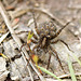 Spotted Wolf Spider w/ Spiderlings