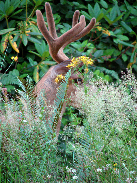 Sneaky Antlers