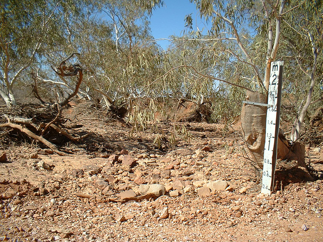 Jersey 129 Wilcannia - Purnanga