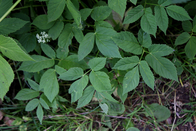 Aegopodium podagraria- Herbe aux goutteux- Podagraire