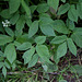 Aegopodium podagraria- Herbe aux goutteux- Podagraire