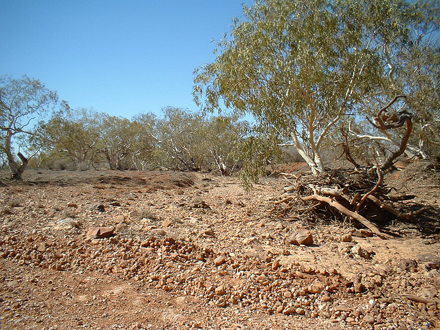 Jersey 130 Wilcannia - Purnanga