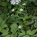 Aegopodium podagraria- Herbe aux goutteux- Podagraire (2)