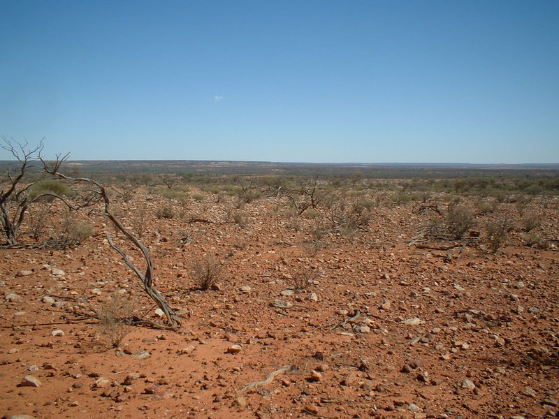 Jersey 132 Wilcannia - Purnanga
