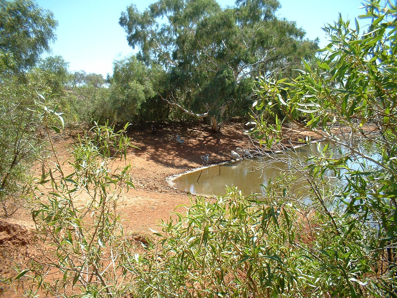 Jersey 133 Wilcannia - Purnanga