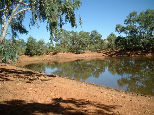 Jersey 134 Wilcannia - Purnanga