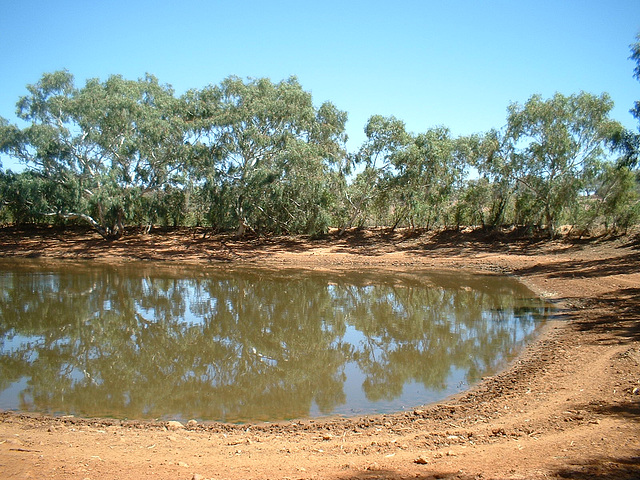 Jersey 135 Wilcannia - Purnanga