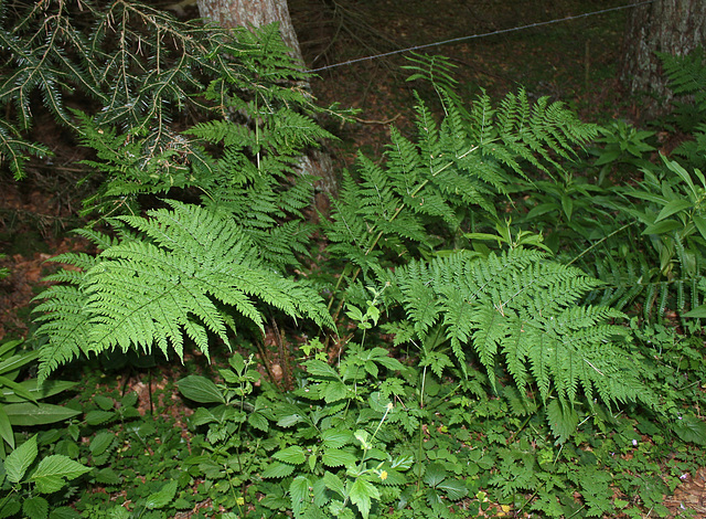 Dryopteris dilatata