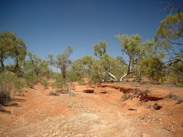 Jersey 137 Wilcannia - Purnanga