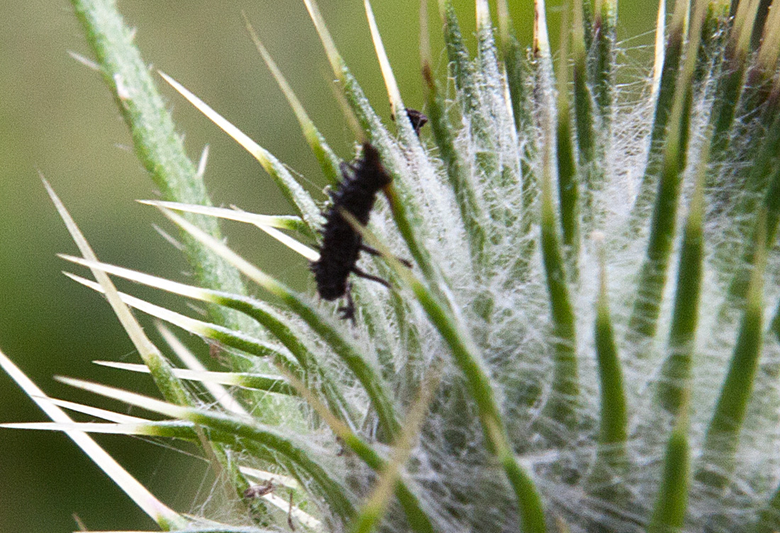 20130724 2614RAw [D~LIP] Marienkäfer-Larve, Distel, Bad Salzuflen