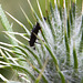 20130724 2614RAw [D~LIP] Marienkäfer-Larve, Distel, Bad Salzuflen