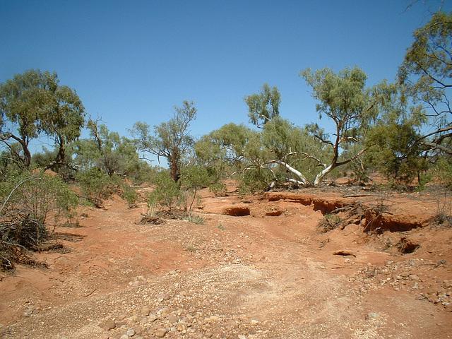 Jersey 138 Wilcannia - Purnanga