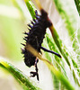 20130724 2635RMw [D~LIP] Marienkäfer-Larve, Distel, Bad Salzuflen