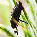 20130724 2635RMw [D~LIP] Marienkäfer-Larve, Distel, Bad Salzuflen