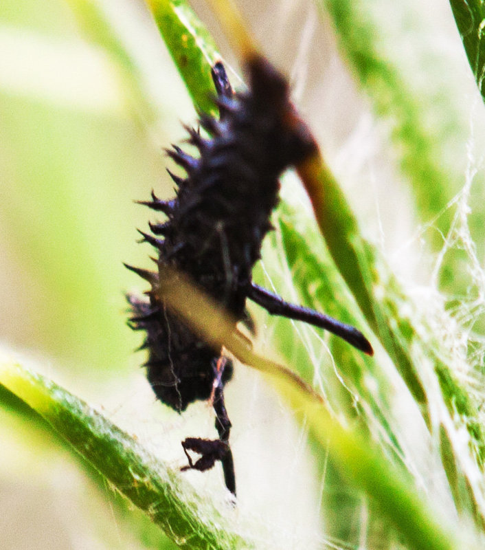 20130724 2635RMw [D~LIP] Marienkäfer-Larve, Distel, Bad Salzuflen