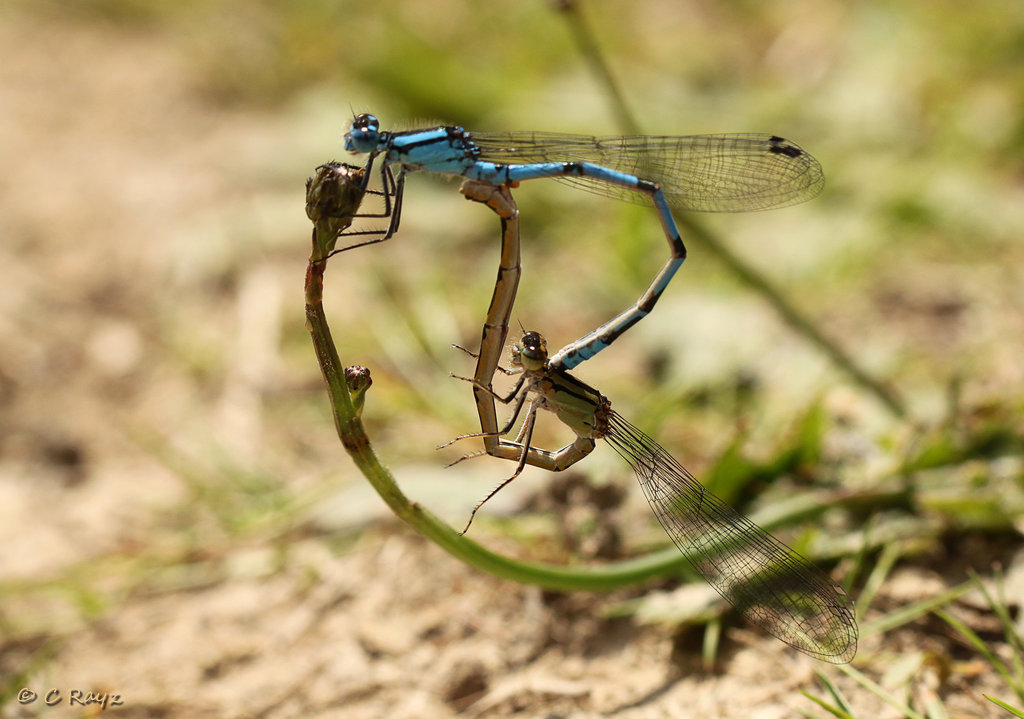 Common Blue Damselflies Mating