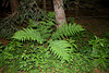 Dryopteris dilatata (2)