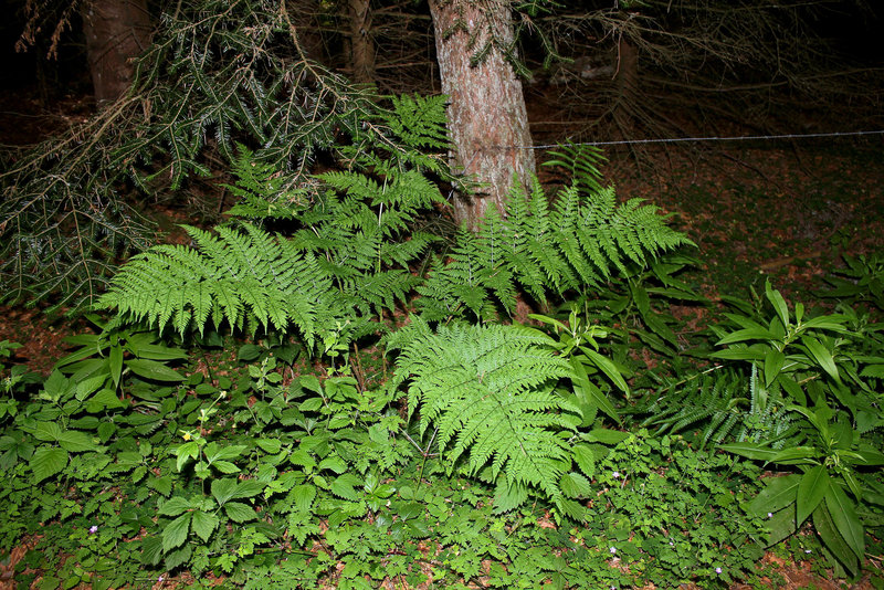 Dryopteris dilatata (2)