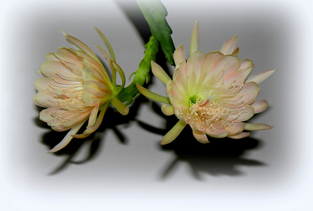 Epicactus hybride