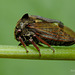 Centrotus cornutus (Treehopper)