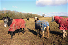 Horse fashion